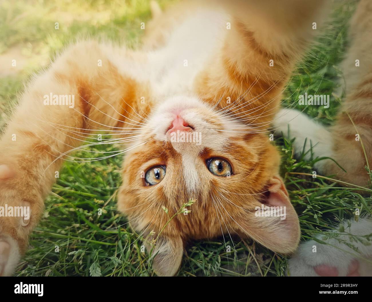 Verspieltes orangefarbenes Kätzchen, das kopfüber auf dem grünen Gras liegt. Süße kleine Ingwerkatze in der Natur Stockfoto