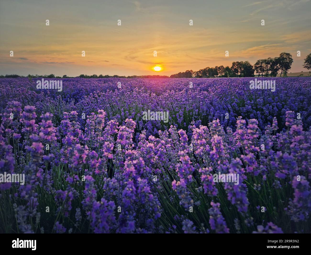 Idyllischer Blick auf das blühende Lavendelfeld. Wunderschöne lila Blüten in warmem Sommerlicht bei Sonnenuntergang. Duftende lavandelpflanzen blühen auf der Wiese Stockfoto