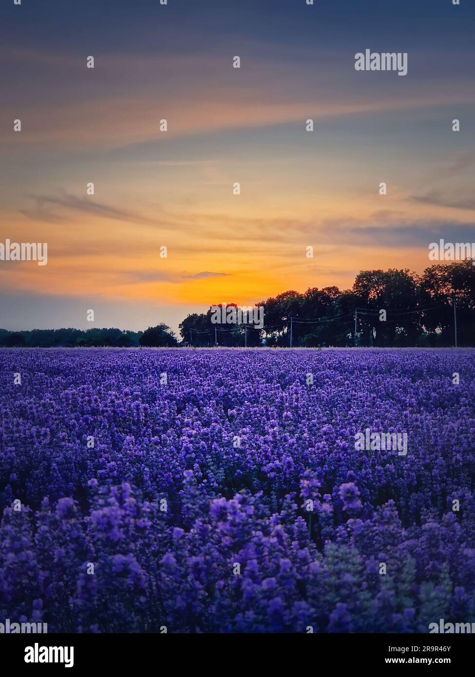 Wunderschöne Szene mit blühendem Lavendelfeld. Lilafarbene Blüten in der warmen Sommerdämmerung. Duftende lavandelpflanzen blühen auf der Wiese, vertikaler Backgr Stockfoto