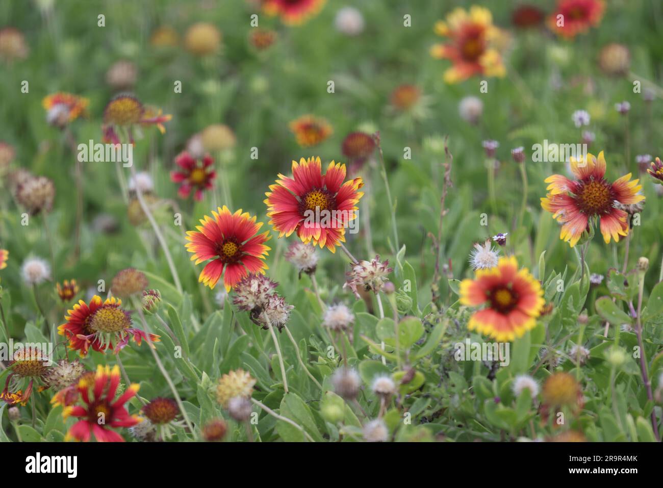 Wildblumen Gaillardia pulchella (Firewheel) blühen am 13. Juni 2023 auf einem Feld im Kennedy Space Center der NASA in Florida, neben dem Merritt Island National Wildlife Refuge, das mehr als 330 Vogelarten, 65 Amphibien- und Reptilienarten und über 1.000 Pflanzenarten beherbergt. Stockfoto