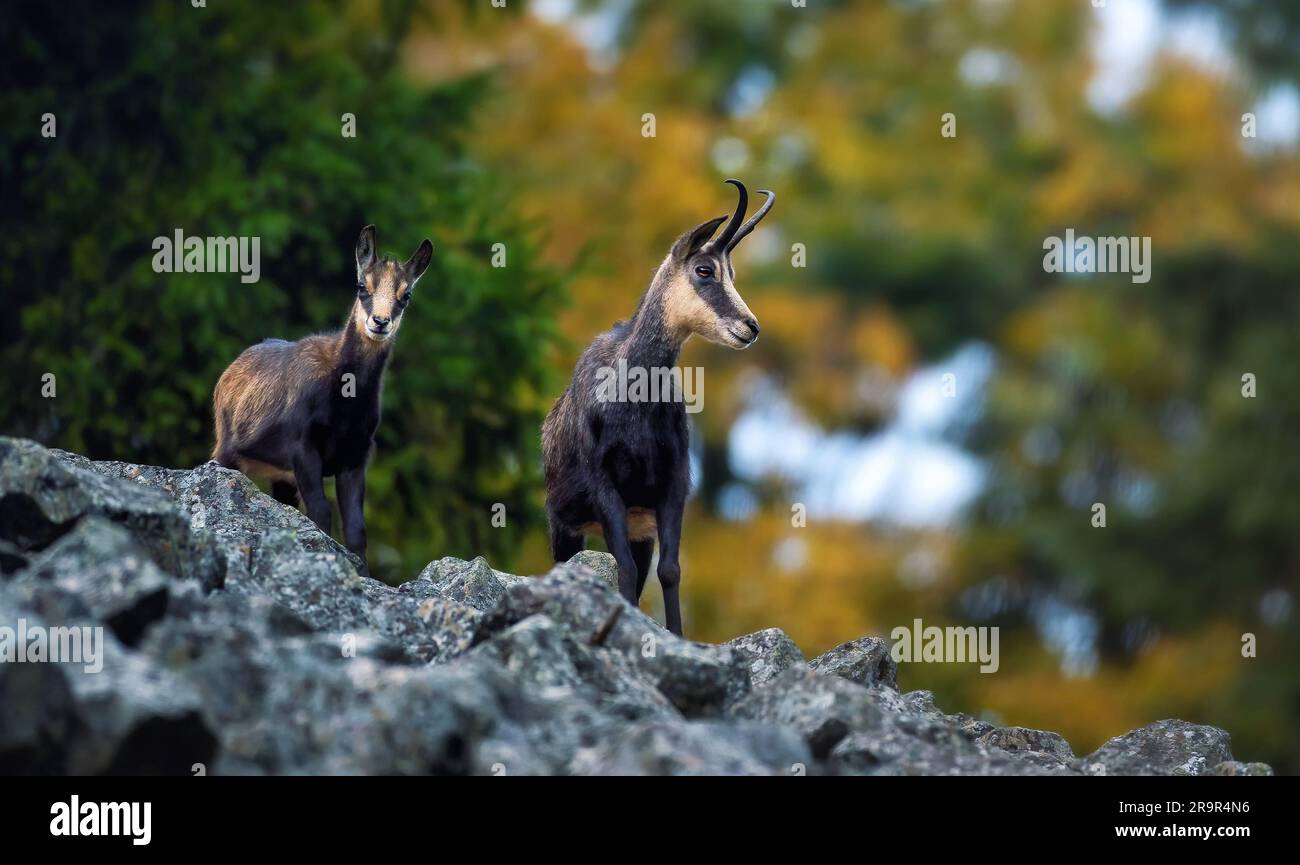 Bergkämchen auf einem Trümmerherbstfeld des Luzickych-Gebirges., das beste Foto. Stockfoto