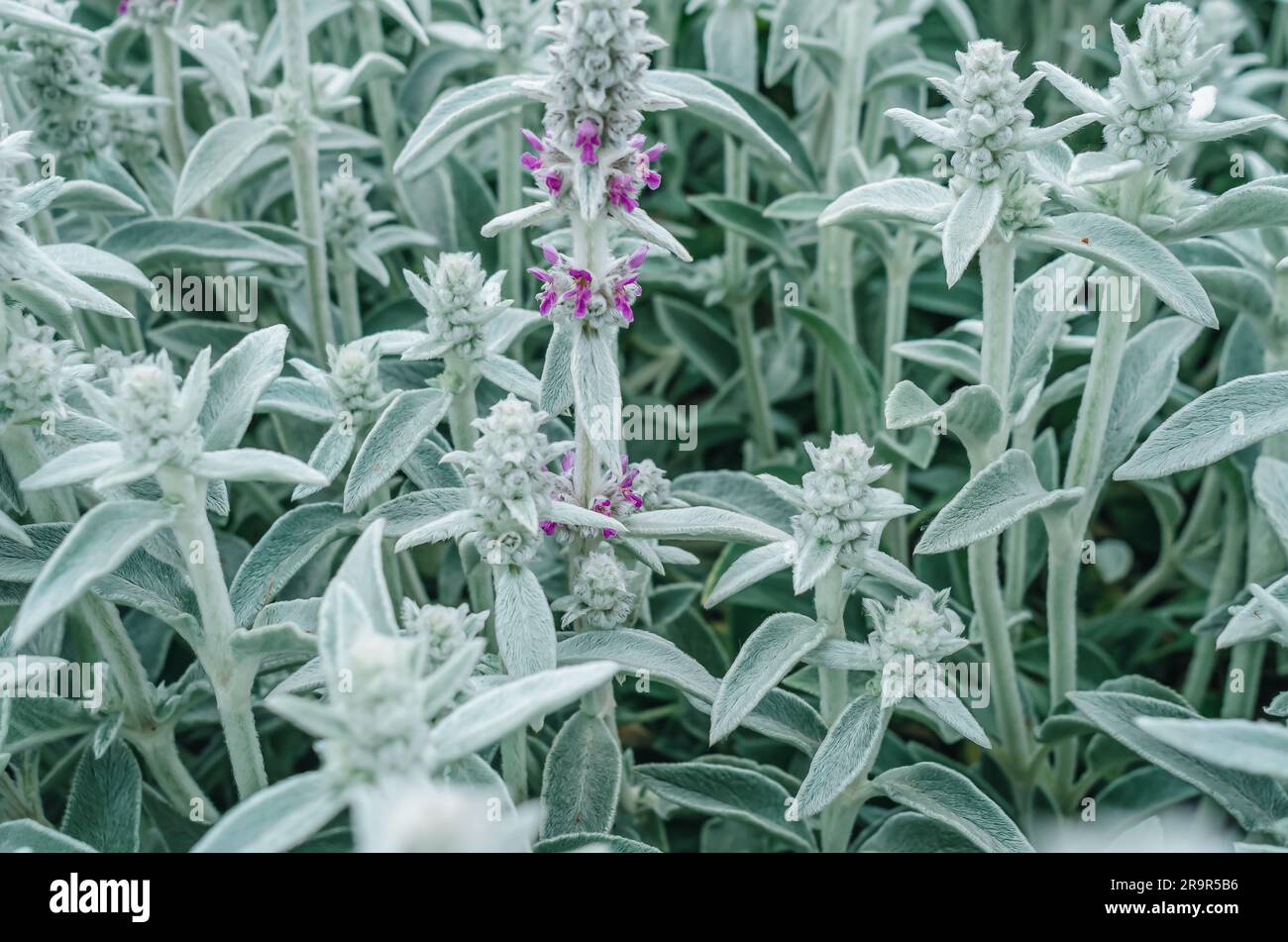 Blumen Stachys byzantina, grauer Blumenhintergrund in der Natur Stockfoto