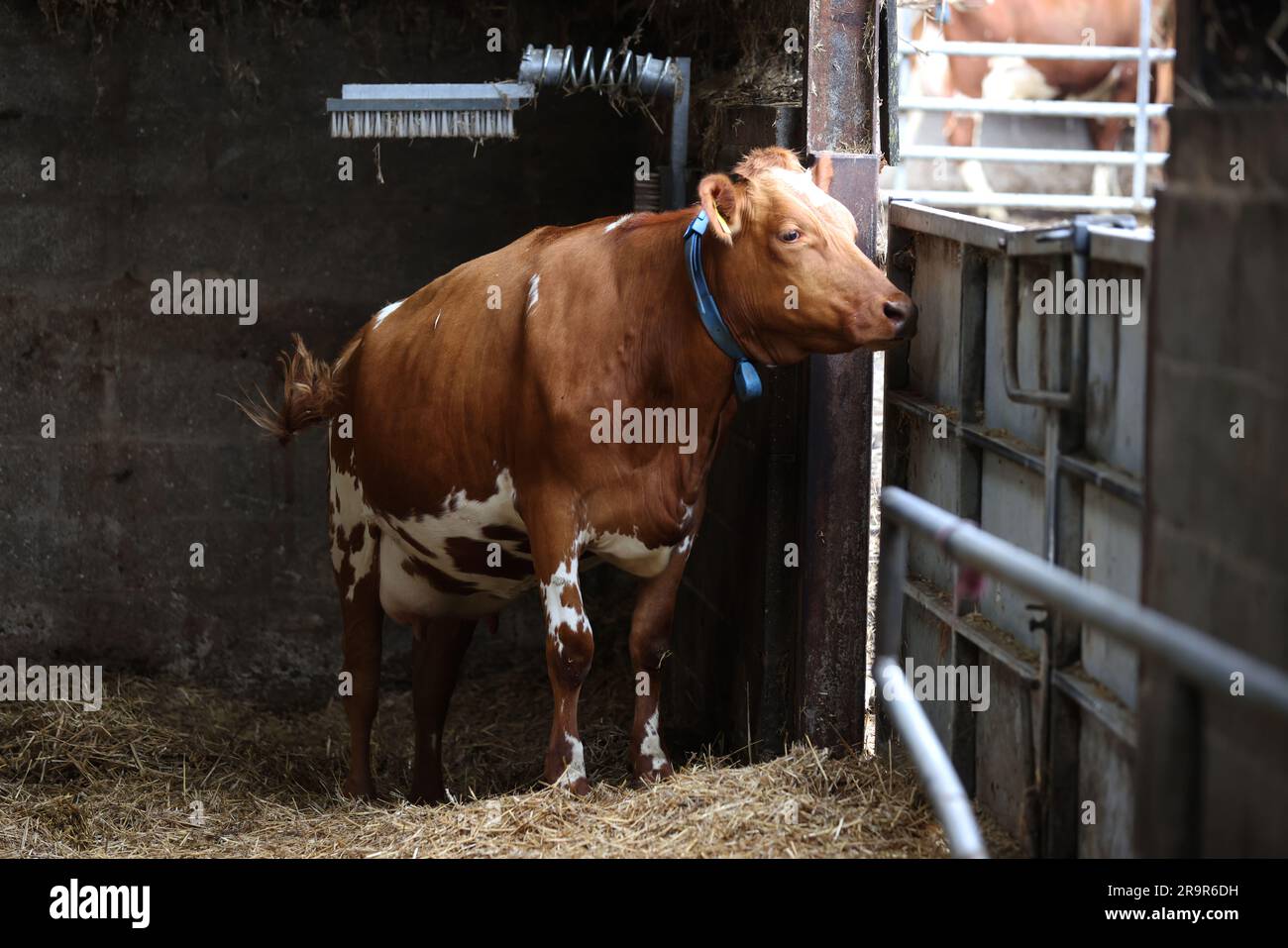 Kühe auf der Goodwood Farm in Chichester, West Sussex, Großbritannien. Stockfoto