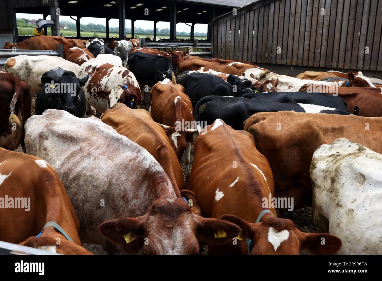 Kühe auf der Goodwood Farm in Chichester, West Sussex, Großbritannien. Stockfoto