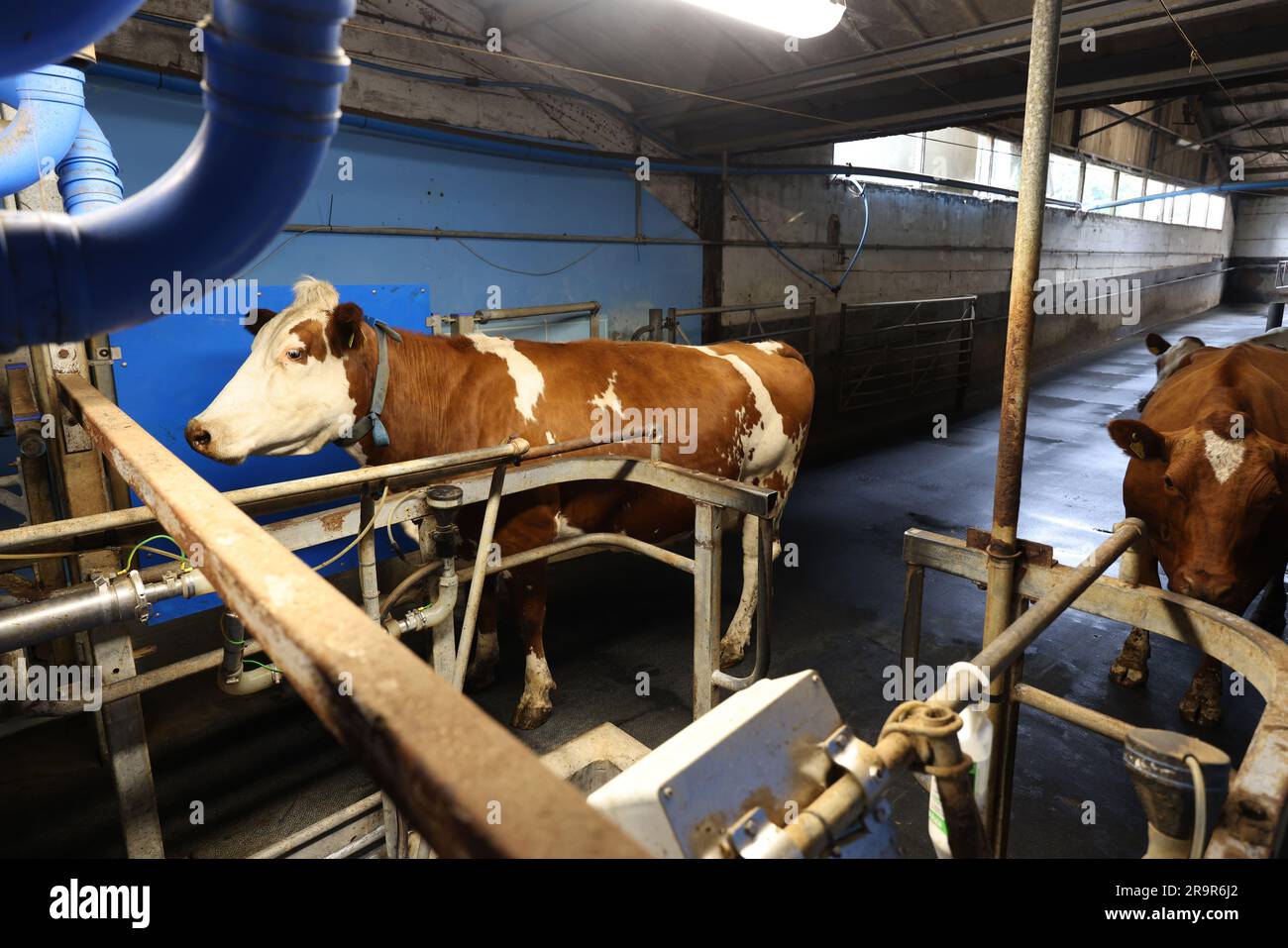 Kühe auf der Goodwood Farm in Chichester, West Sussex, Großbritannien. Stockfoto