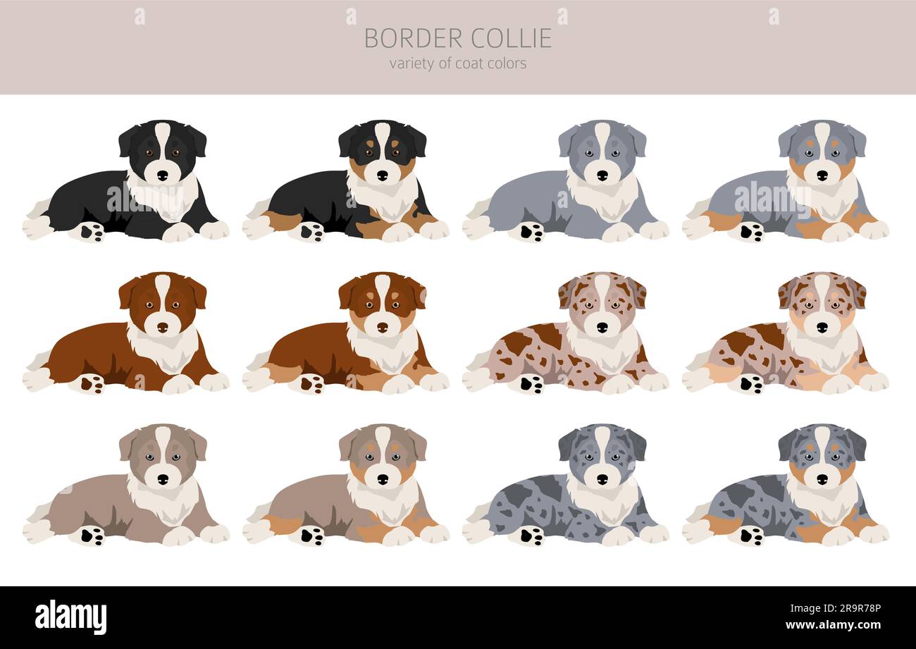 Border Collie Welpen Clipart. Alle Mantelfarben eingestellt. Infografik zu den Merkmalen aller Hunderassen. Vektordarstellung Stock Vektor