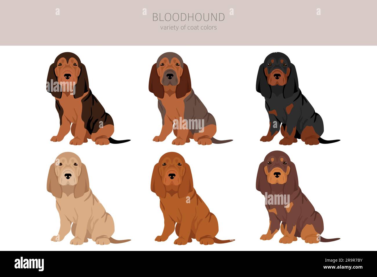 Bluthund-Welpen-Clipart. Alle Mantelfarben eingestellt. Andere Position. Infografik zu den Merkmalen aller Hunderassen. Vektordarstellung Stock Vektor