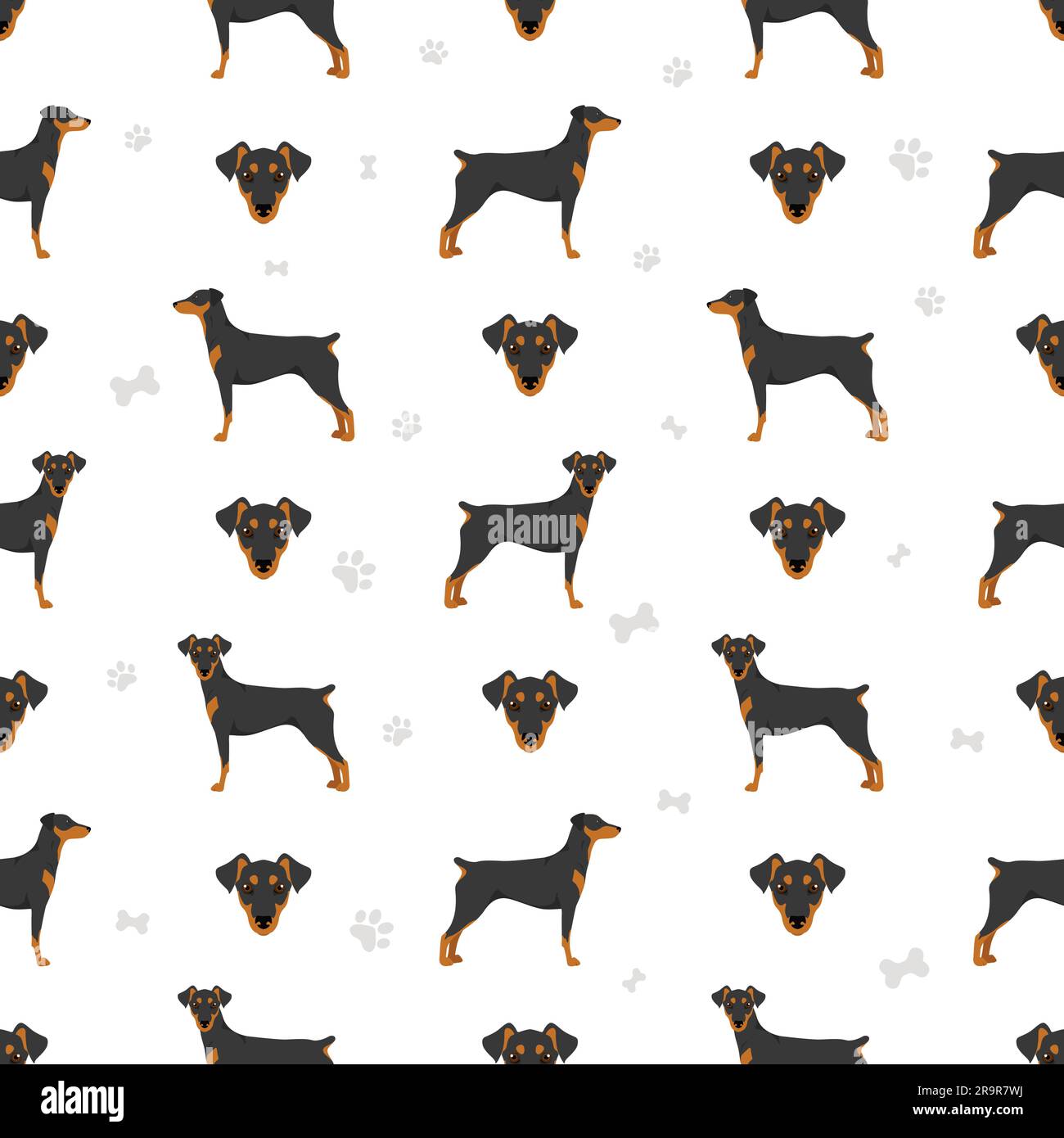 Deutsch Pinscher nahtlose Muster. Verschiedene Posen, Fellfarben eingestellt. Vektorgrafik Stock Vektor