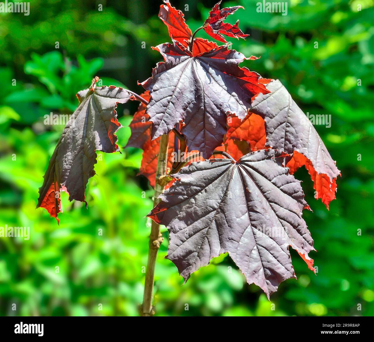 Zweig von Marple oder Acer Platanoides Royal Red mit roten Blättern aus nächster Nähe. Schöner dekorativer Baum für Park- oder Gartenlandschaft. Marmorbaum w Stockfoto