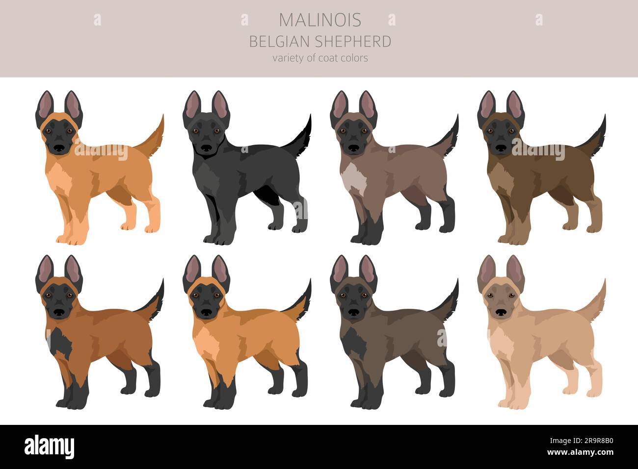 Unterschied Kanadischer Und Schweizer Schäferhund Belgische Malinois-Welpen-Clipart. Verschiedene Posen, verschiedene