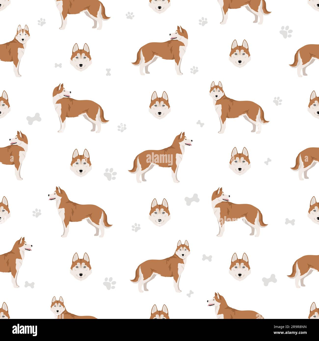 Sibirisches Husky-Muster. Alle Mantelfarben eingestellt. Infografik zu den Merkmalen aller Hunderassen. Vektordarstellung Stock Vektor