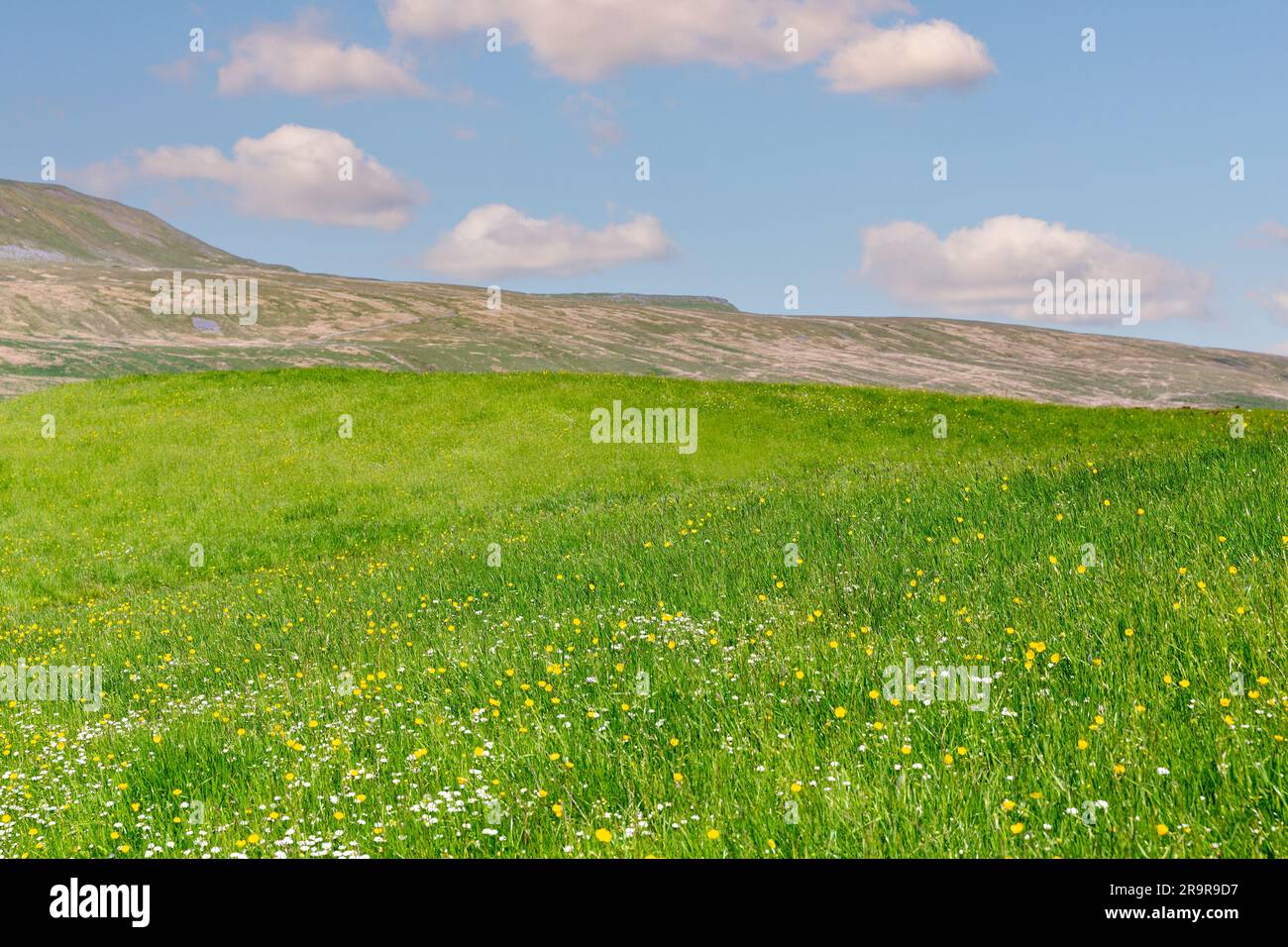Blick über die North Yorkshire Dales mit Whernside in der Ferne. Mit 736m ist es der höchste der drei Gipfel. Stockfoto