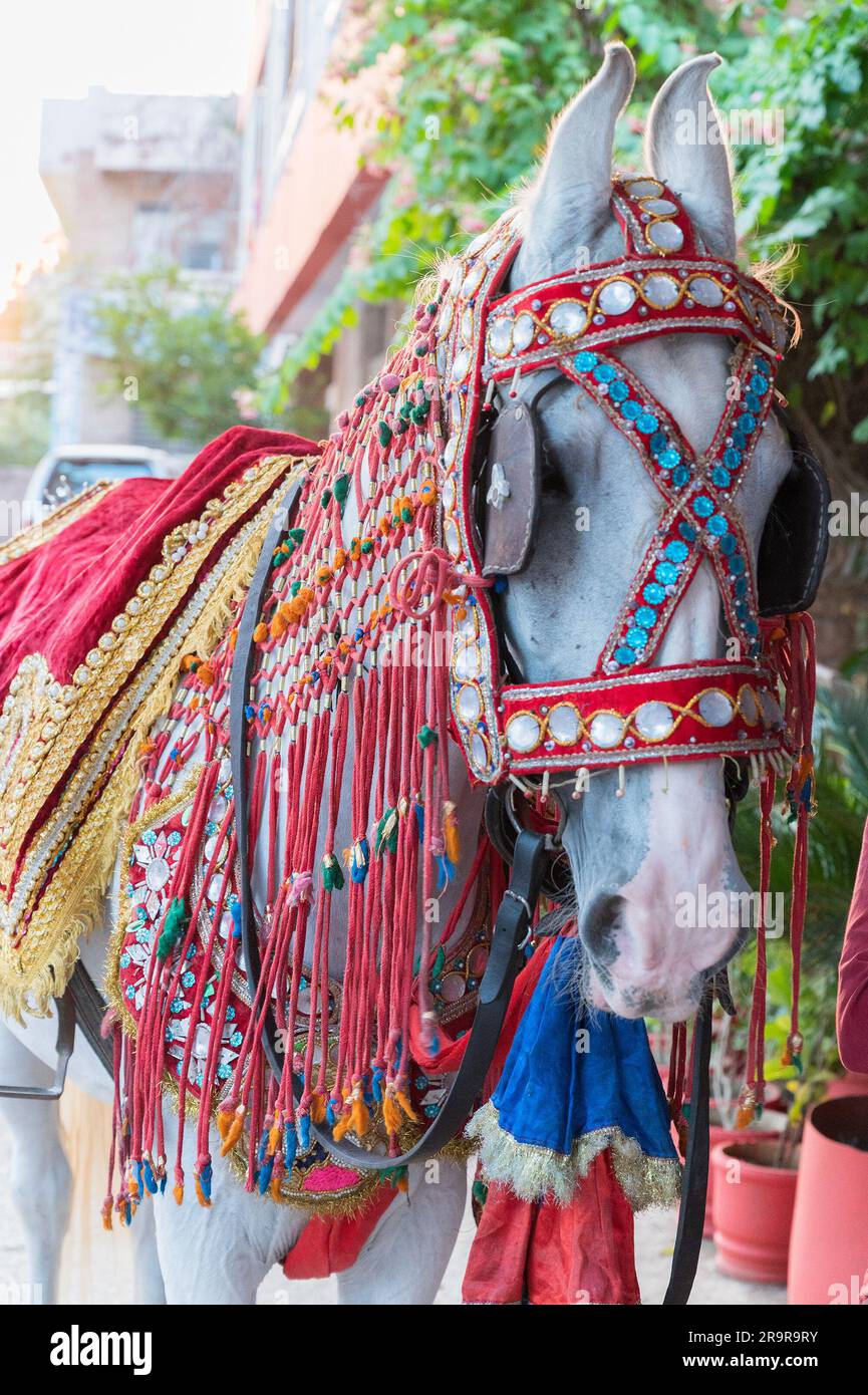 Dekorierter Ghodi, oder weißes Pferd, bereit, Groom zum Hochzeitsort zu transportieren. Indische Tradition der Ehe. Familienmitglieder schmücken das Ghodi mit Embe Stockfoto
