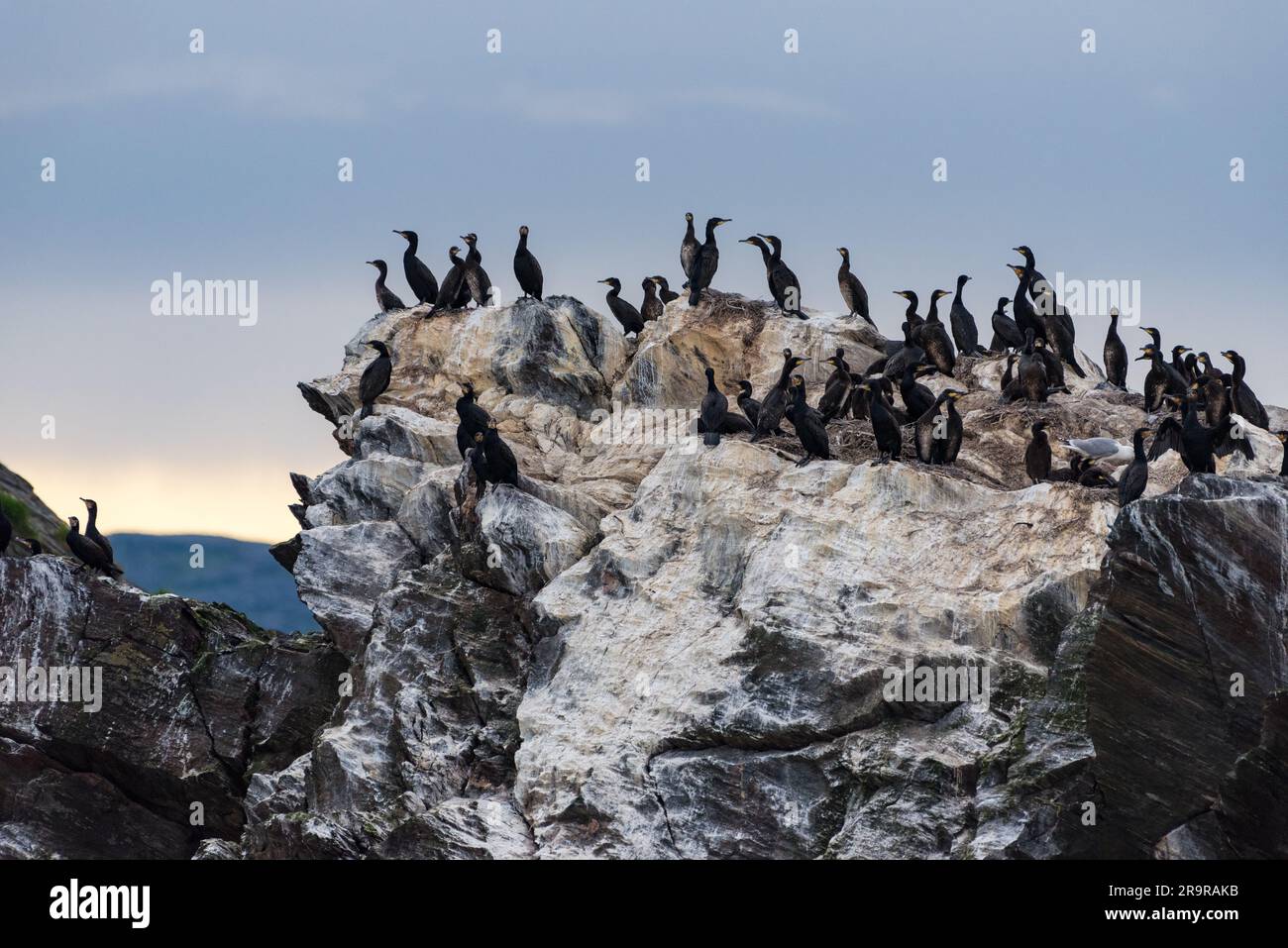 Scharen großer Kormorane, die am späten Sommerabend im August 2022 auf einem Felsen in Nordnorwegen in der Nähe von Nordkap sitzen, mit Felsen, die Zeichen von Scheiben zeigen Stockfoto