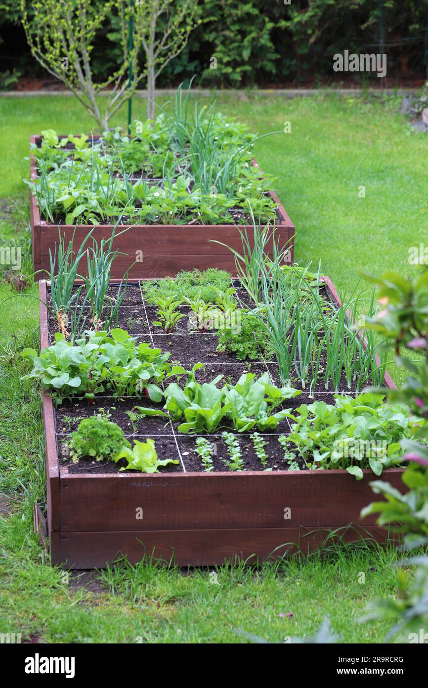 Erhöhte Gemüsebeete. Gemüse, das in Ihrem eigenen Garten angebaut wird. Stockfoto
