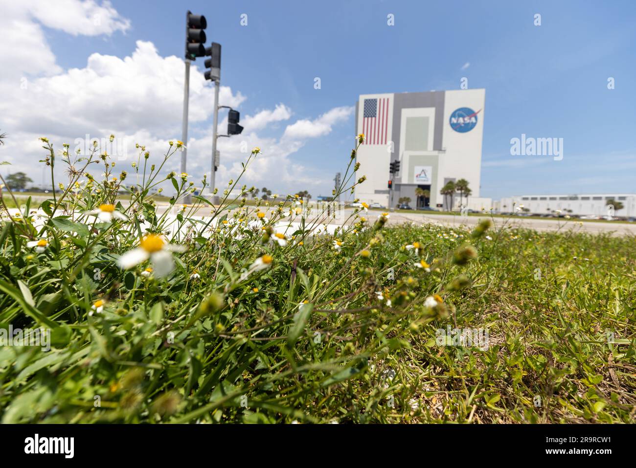 Wildblumen bei ksc wildblumen sind in der n he einer stra e zu sehen