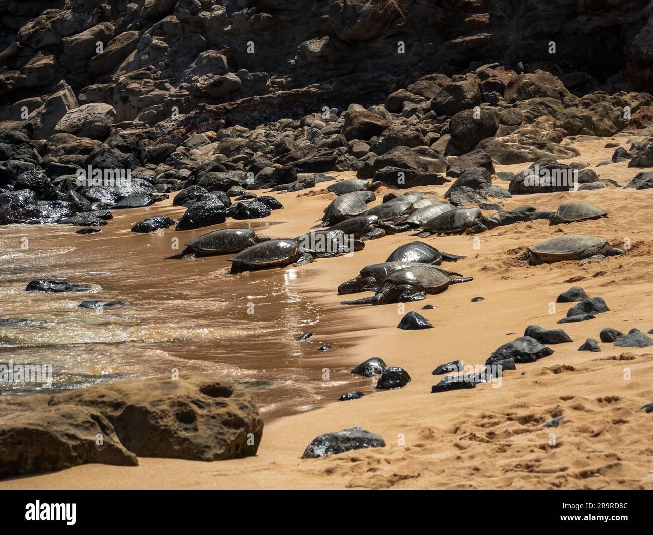 Hawaiianische grüne Meeresschildkröten ruhen sich auf Mauis Ho'okipa Beach Park auf der Straße nach Hana aus. Stockfoto