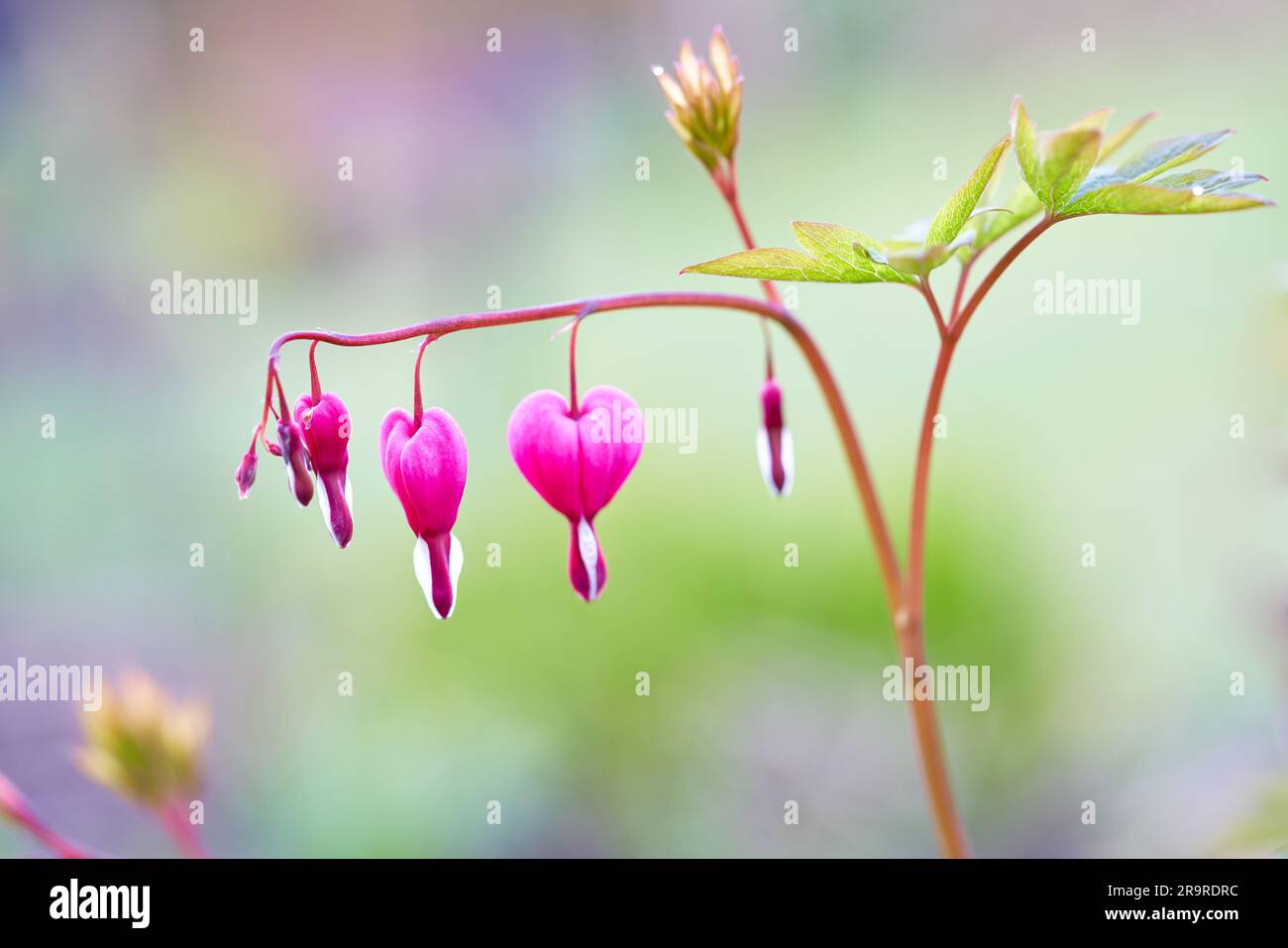 Rosa und weiß Dicentra Blutende Herzen Blumen Lamprocapnos Spectabilis Pflanzenfoto Stockfoto