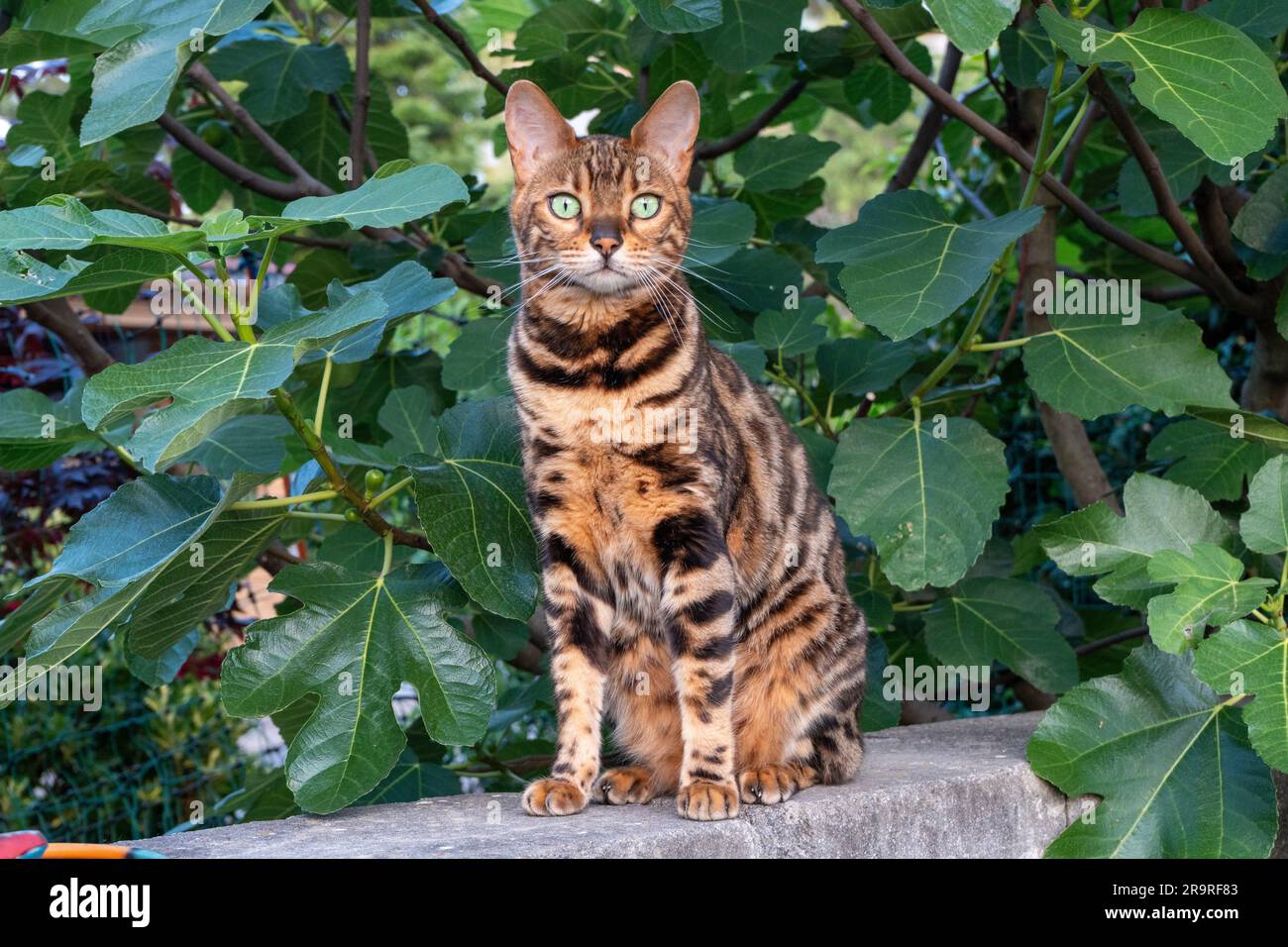 Bengal Katze im Garten Stockfoto