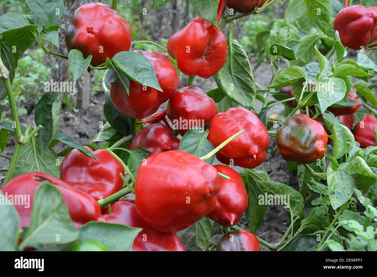 Die roten Früchte von süßem Pfeffer, gereift im Busch Stockfoto