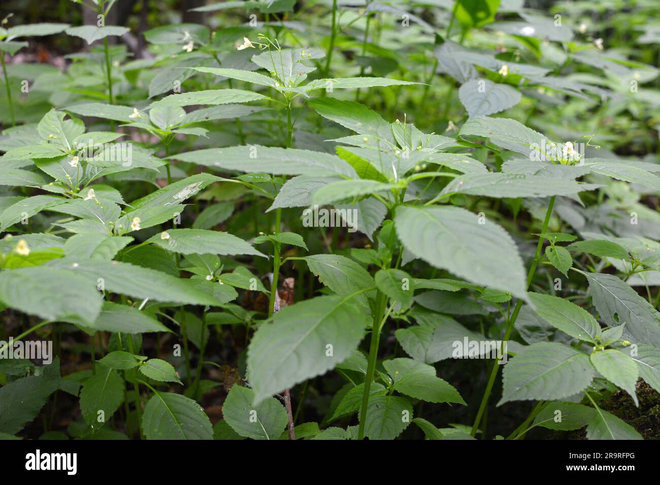 Im Sommer wächst Impatiens parviflora in freier Wildbahn Stockfoto