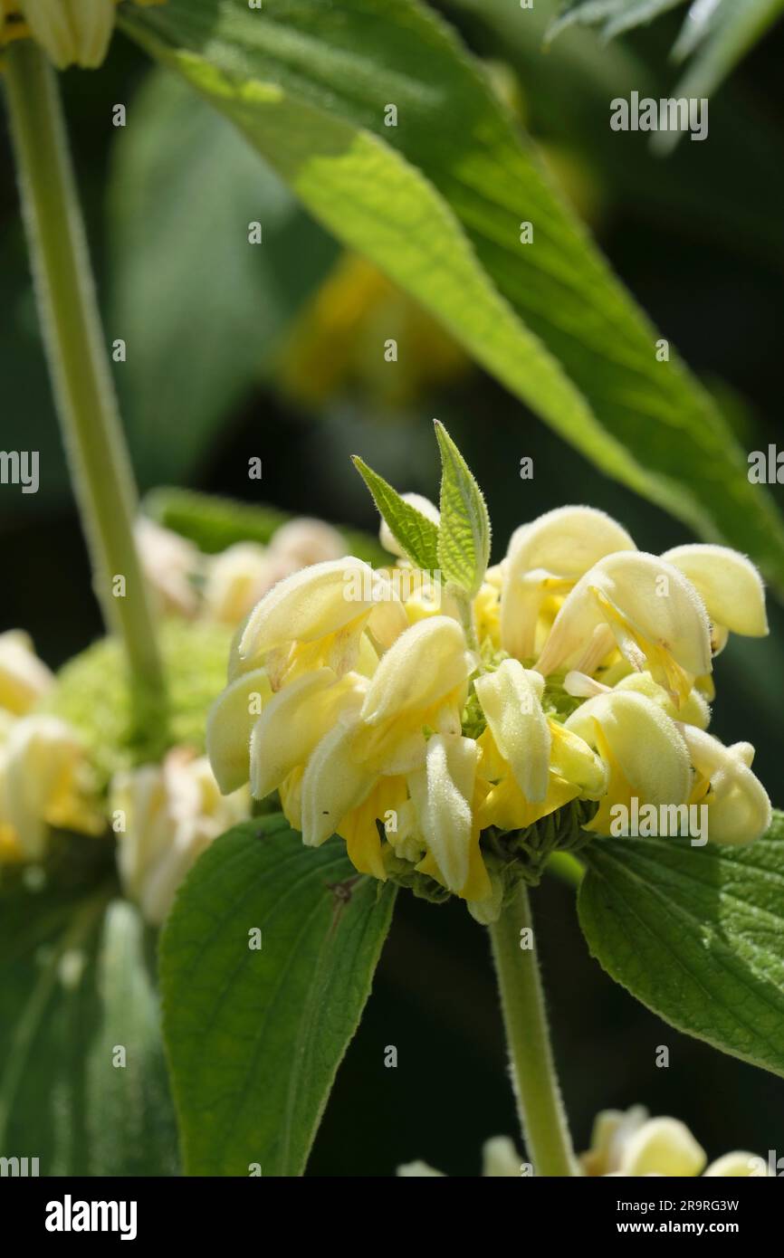 Gelbe Phlomis Russeliana blühen im Juni Stockfoto