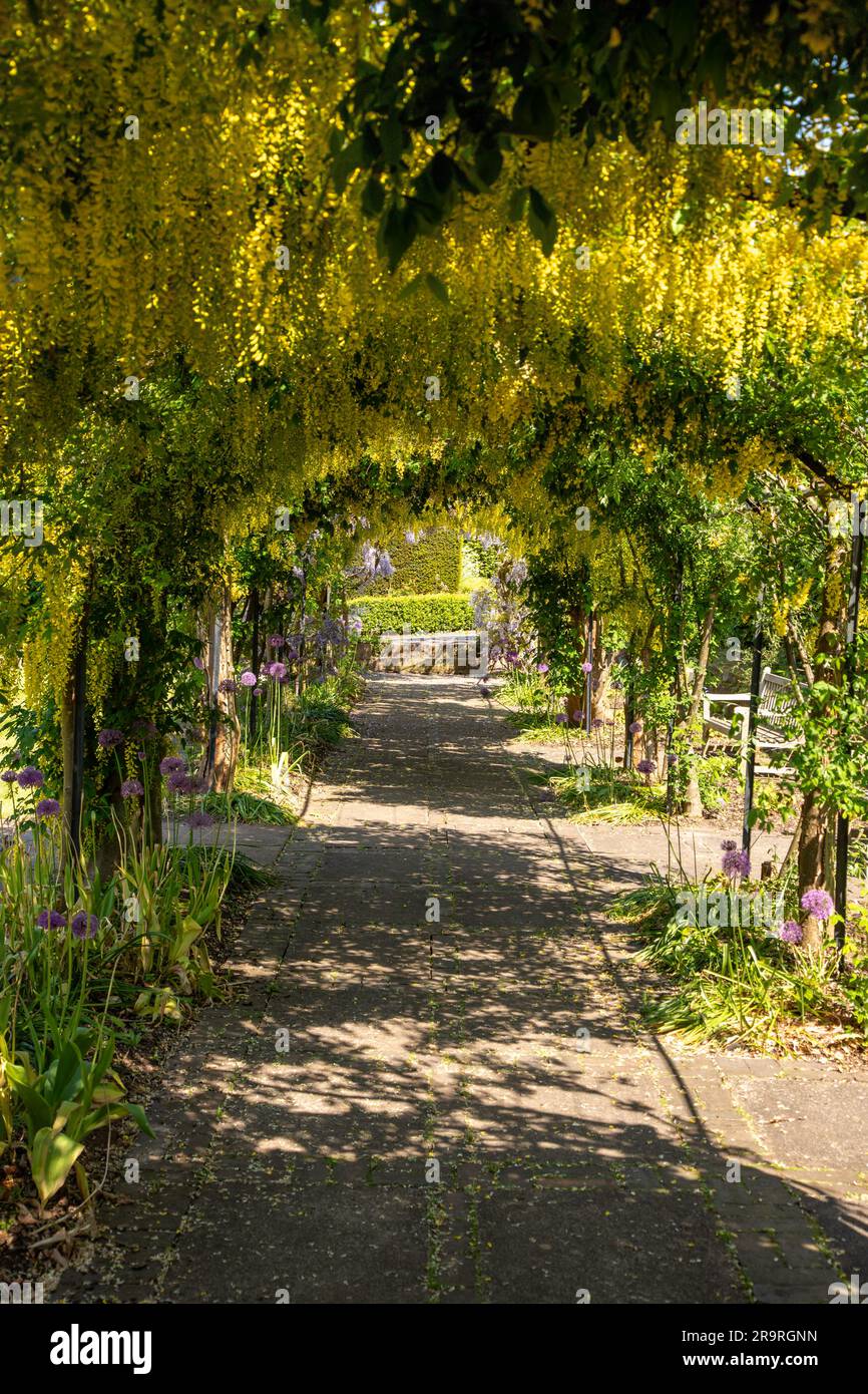 Gelbe Laburnum anagyroides Blüten auf einem Bogen Stockfoto
