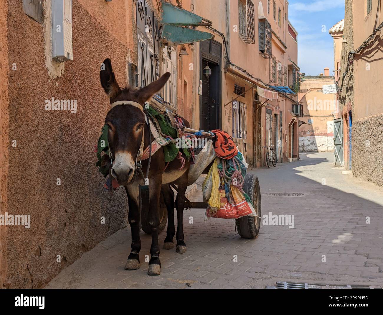 Ein Esel mit einem Wagen, der auf seinen Meister in der Medina von Marrakesch, Marokko, wartet Stockfoto