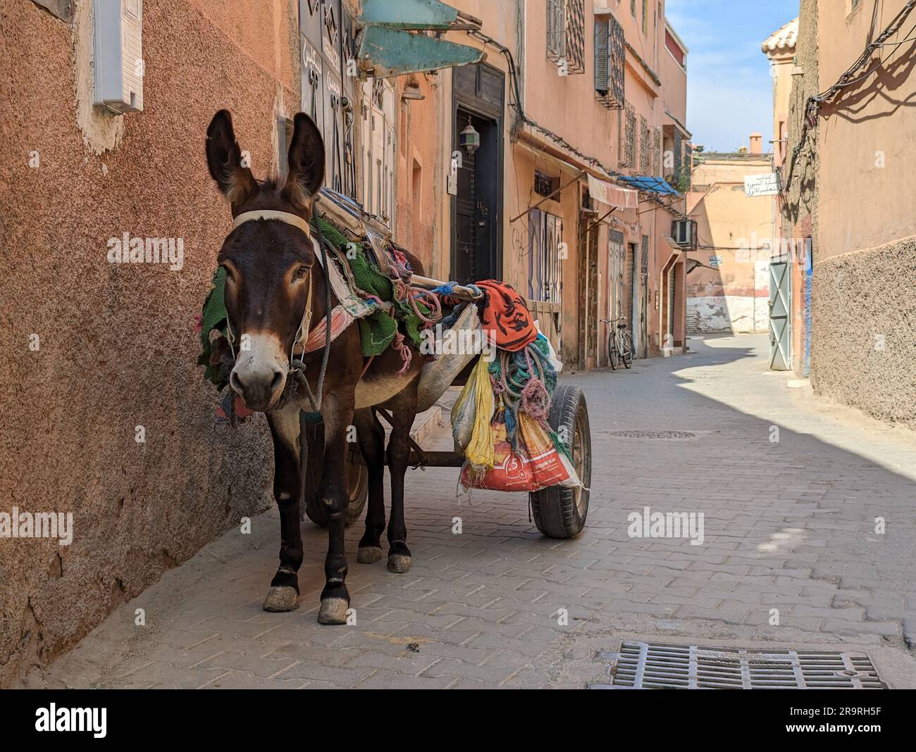 Ein Esel mit einem Wagen, der auf seinen Meister in der Medina von Marrakesch, Marokko, wartet Stockfoto