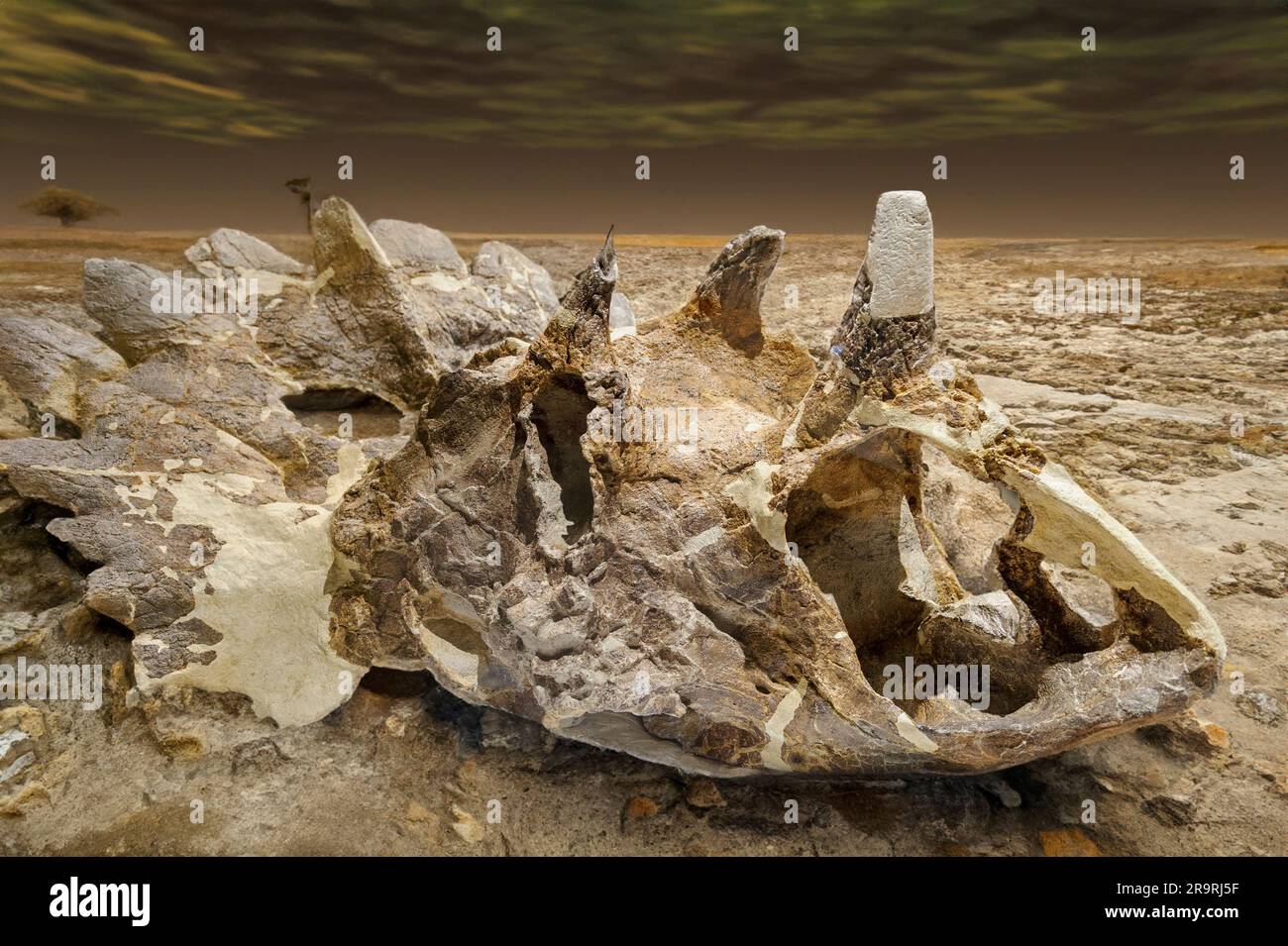Regaliceratops peterhewsi, eine neu entdeckte Gattung und Art der gehörnten Dinosaurier geschätzt rund 70 Millionen Jahre alt Stockfoto