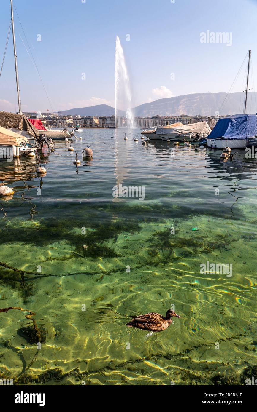 Genf, Schweiz - 25. März 2022: Malerischer Blick vom Genfer See an der Bucht von Genf, dem französischen Teil der Schweiz. Stockfoto
