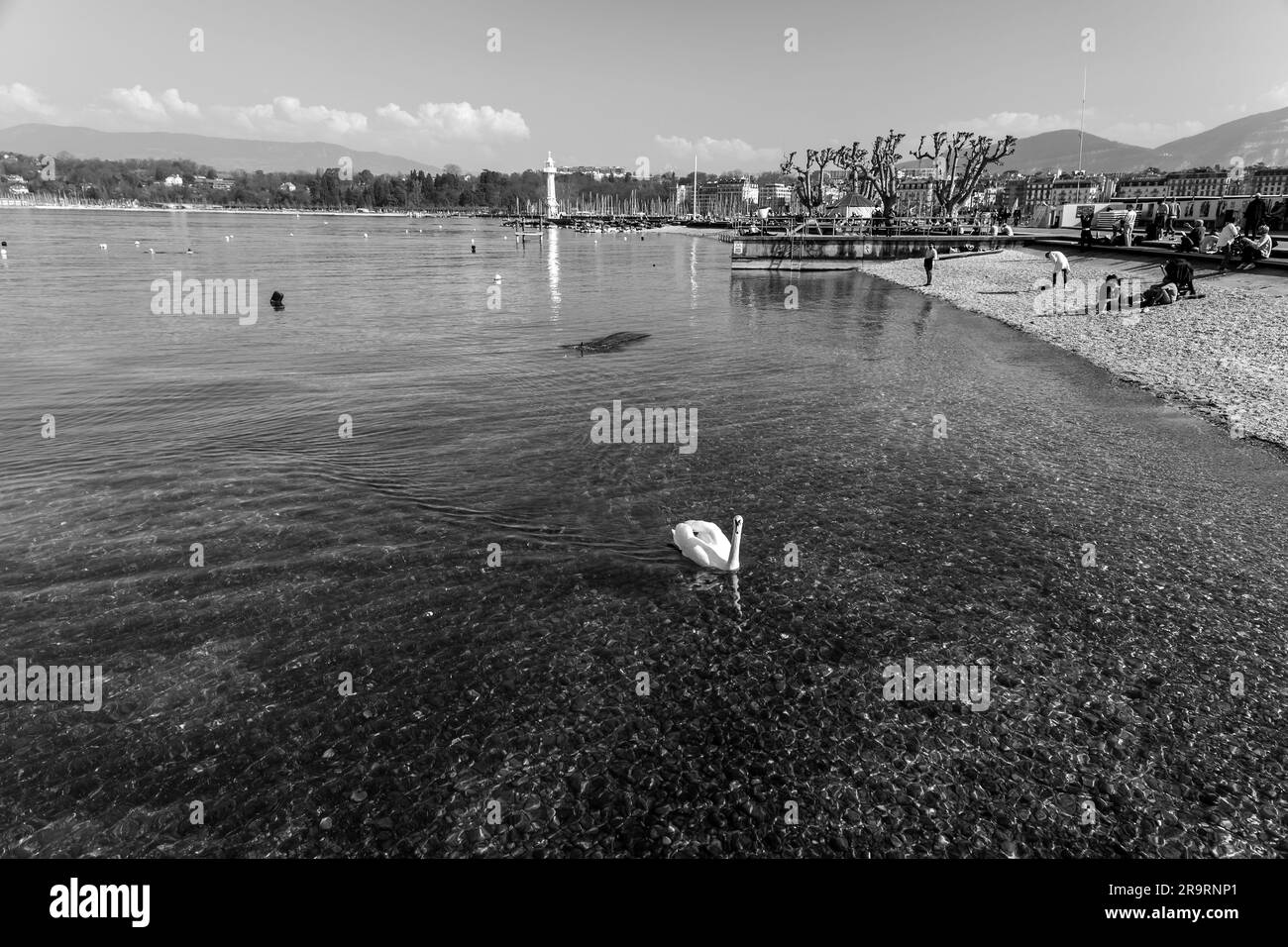 Genf - Schweiz - 25. März 2022: Malerischer Blick auf einen weißen Schwan, der im türkisfarbenen Wasser des Genfer Sees im Genfer Hafen schwimmt. Stockfoto
