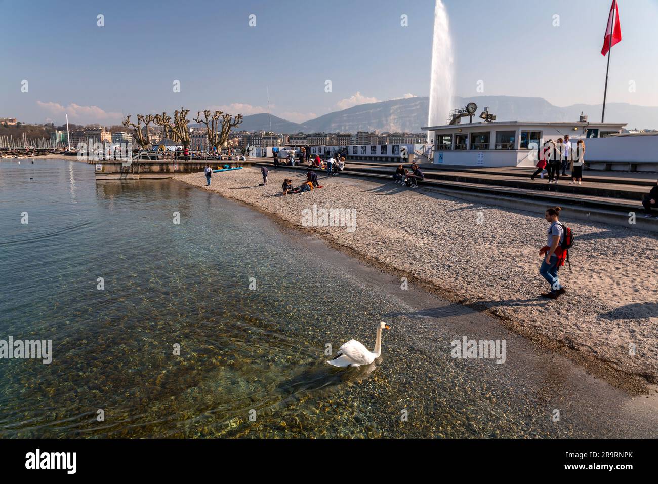 Genf - Schweiz - 25. März 2022: Malerischer Blick auf einen weißen Schwan, der im türkisfarbenen Wasser des Genfer Sees im Genfer Hafen schwimmt. Stockfoto