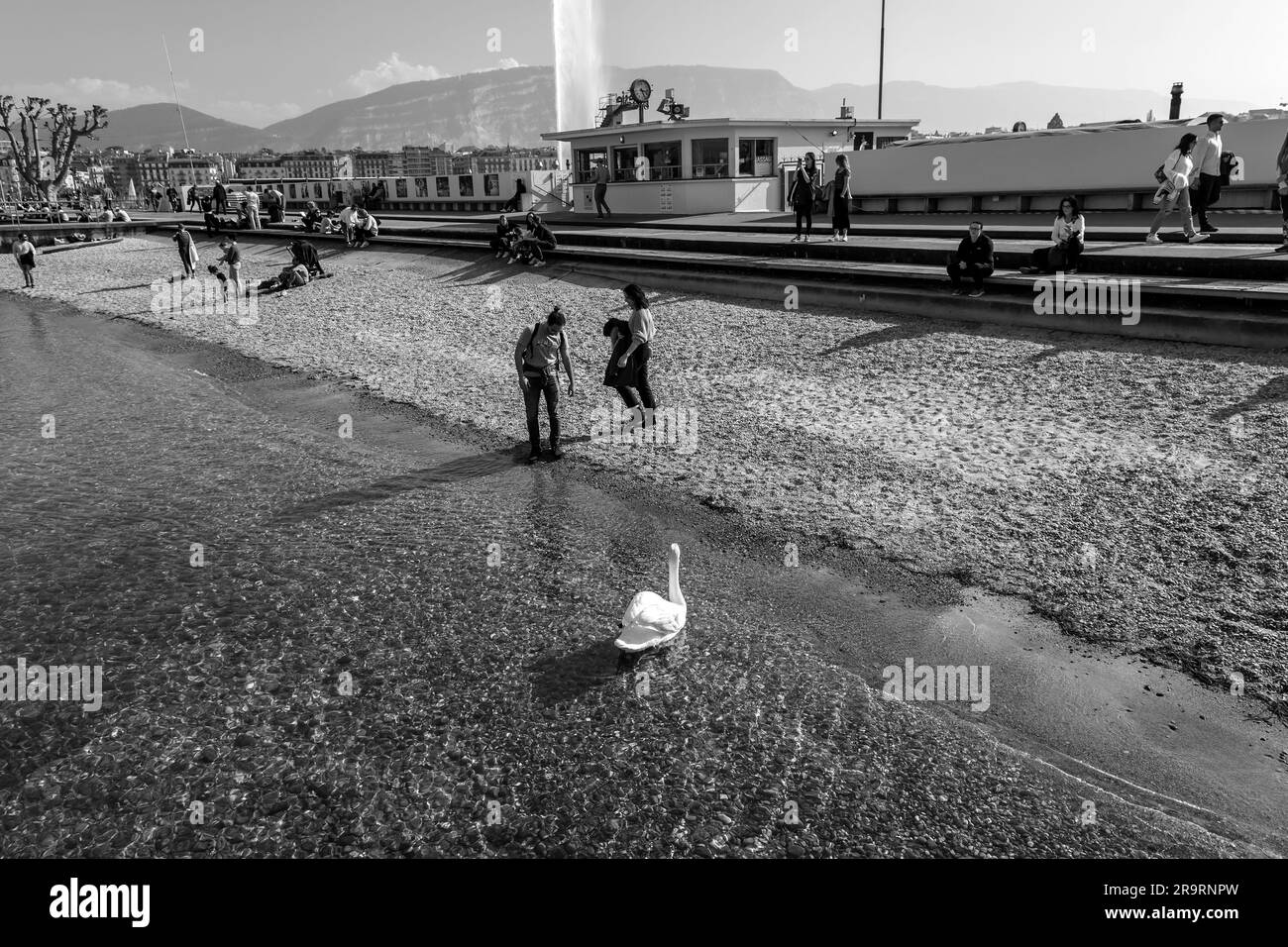 Genf - Schweiz - 25. März 2022: Malerischer Blick auf einen weißen Schwan, der im türkisfarbenen Wasser des Genfer Sees im Genfer Hafen schwimmt. Stockfoto