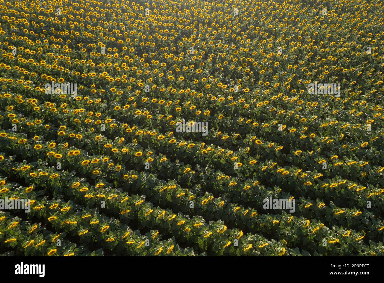 Draufsicht über das Plantagenfeld der Sonnenblumen kurz vor Sonnenuntergang. Saisonale Landwirtschaftsdrohnenschüsse. Stockfoto