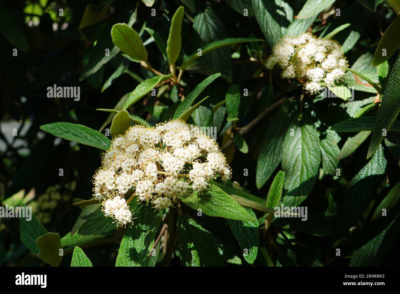 Nahaufnahme von weißen Blüten und grünen Blättern von Viburnum lantana dekorativen Sträuchern Stockfoto
