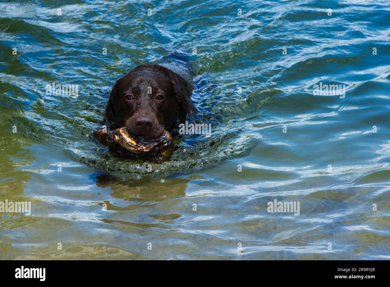 Der Hund schwimmt im Sommer gern im sauberen See. Aktive Haustiere, schwimmende Hunde Stockfoto