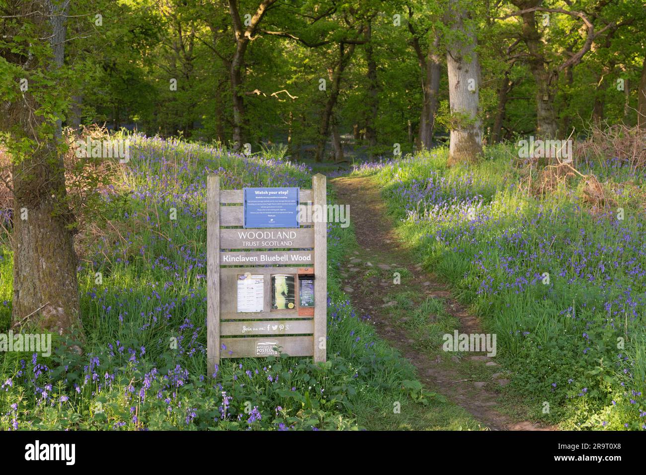 Ein Guidepost neben einem Fußweg, der an einem sonnigen Morgen im Frühling in das antike Waldland im Kinclaven Bluebell Wood führt, mit Bluebells in Bloom Stockfoto