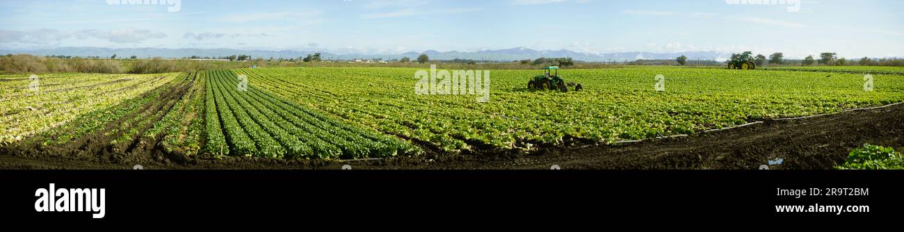 Reihen von Erntegut während der Ernte, Green Valley, Kalifornien, USA Stockfoto