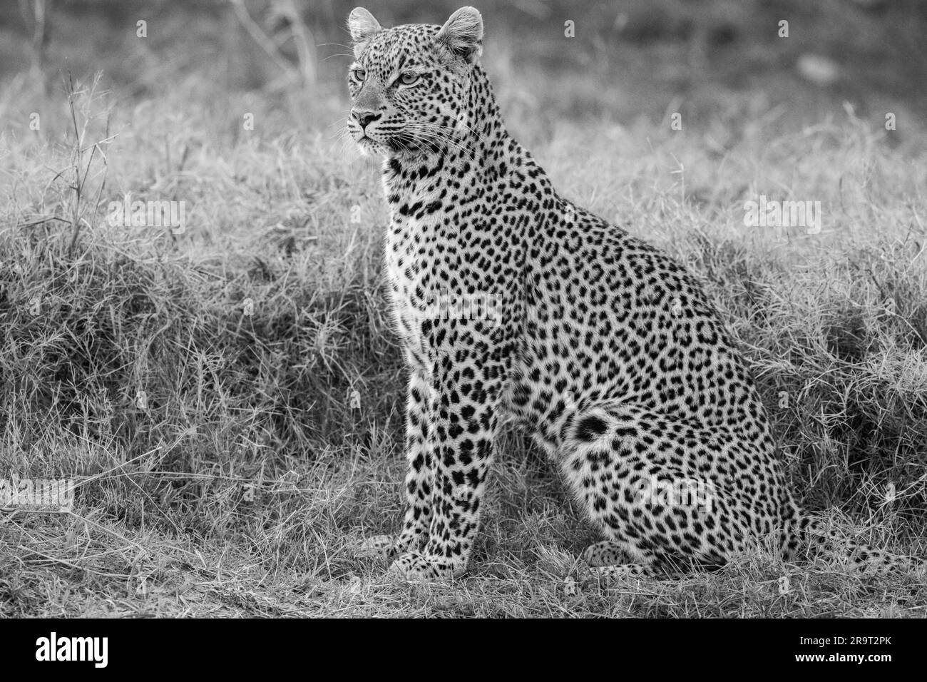 Sambia, Südluangwa-Nationalpark. Leopard (WILD: Panthera pardus pardus) B&W Stockfoto