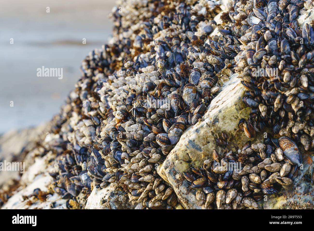 Gänse, Stalking oder Schwanenhals sind am Avila Beach, Kalifornien, an Felsen angebrachte Krebstiere, die sich von den Fischen ernähren Stockfoto