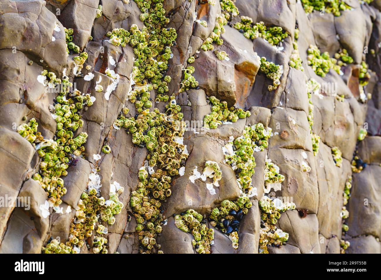 Acorn Barnacles, auch Felsenbarnacles genannt, oder Sessile Barnacles, symmetrische Muscheln, die an Felsen in Avila Beach, Kalifornien, befestigt sind Stockfoto