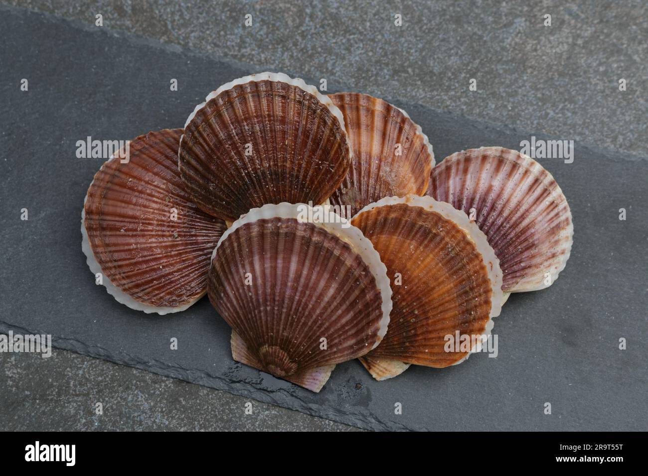 Sechs frische Jakobsmuscheln in Muscheln auf grauem Steinhintergrund Stockfoto