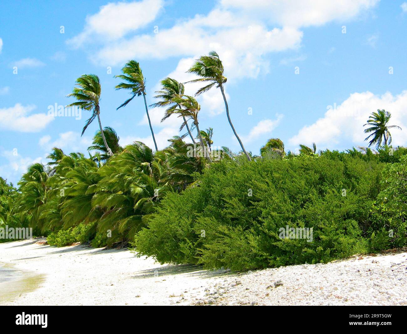 Kokospalmen und tropisches Gestrüpp am Strand auf den Kokosinseln. Stockfoto