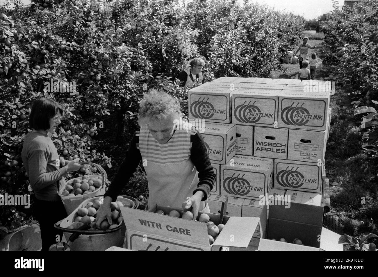 Ungezwungene Obsternte der Saison. Einheimische Frauen verdienen extra Geld beim Apfelpflücken. Die Obstfarm ist Ayers und Sohn, Common Lane, Elm, Wisbech. Wisbech, Cambridgeshire, England, ca. 1977. 1970S GB HOMER SYKES Stockfoto
