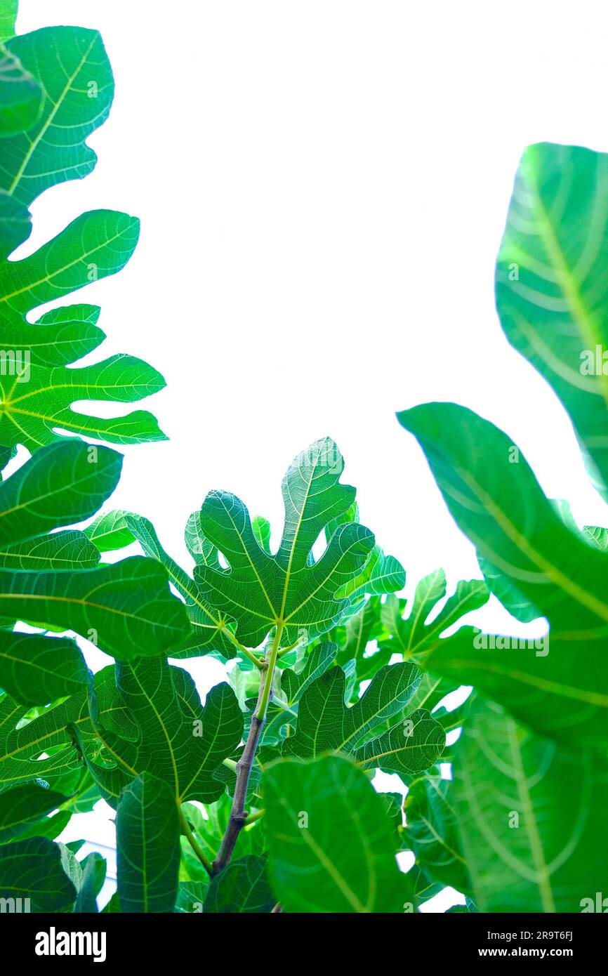 Feigenblätter auf blassweißem Himmelshintergrund isoliert, natürlicher Rahmen. Stockfoto