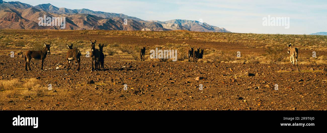 Eselherde in der Wüste, Death Valley-Nationalpark, Kalifornien, USA Stockfoto