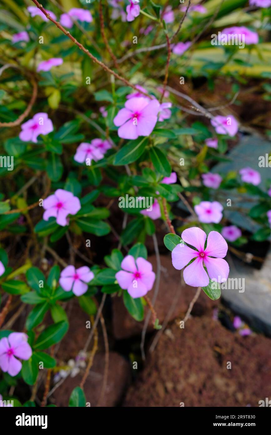 Zarte blasslila Blumen in einem städtischen Garten. Stockfoto