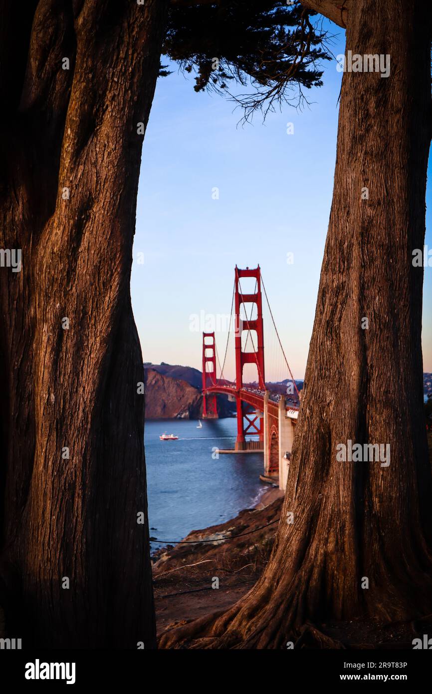 Golden Gate Bridge durch Zypressen. San Francisco, Kalifornien. Selektiver Fokus. Stockfoto