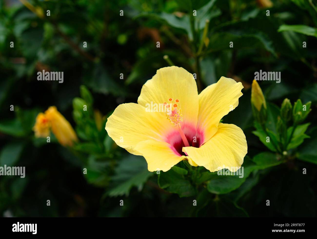 Frischer gelber Hibiskus, versetzt mit Kopierraum, Sommer im Stadtgarten. Stockfoto